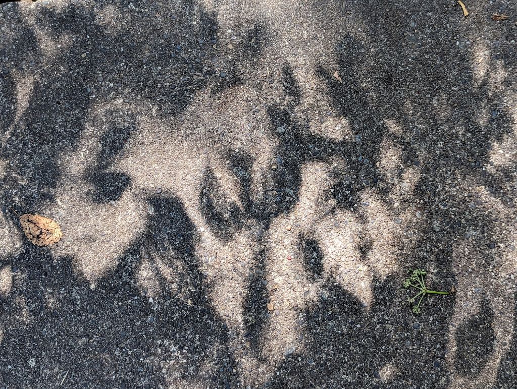A photograph of the shadow of leaves on concrete
