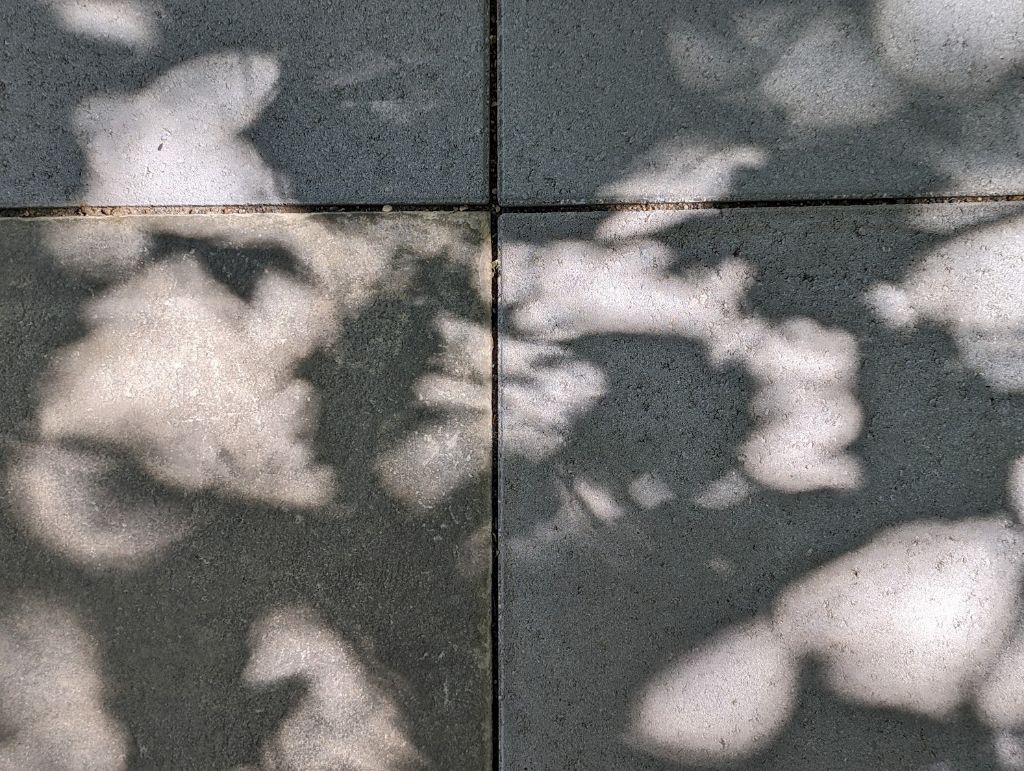 A photograph of the shadow of leaves on concrete